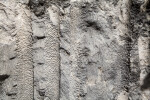 Wall of Coral Fossils