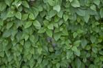 Wall of Woodvamp Leaves