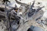 Warped Bark of Dead Tree