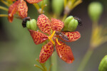 Wasp Attached to the Anther of a Blackberry Lily