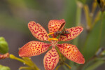 Wasp Feeding from the Anther of a Blackberry Lily