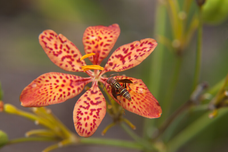 Wasp on the Petal of a Blackberry Lily Flower