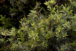 Water-covered leaves