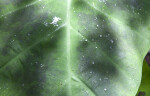 Water Droplets on an Elephant's Ear Leaf