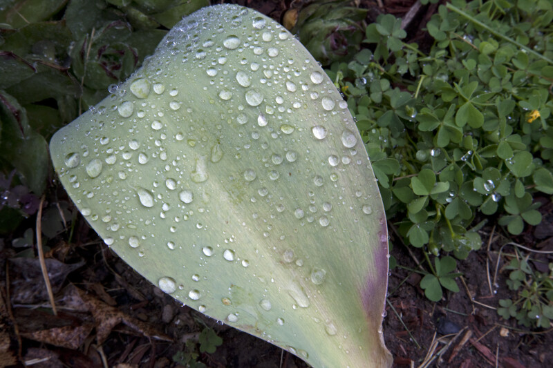 Water Droplets on the Leaf of a Tulip