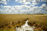 Water Engulfed by a Field of Sawgrass