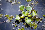 Water Hyacinth