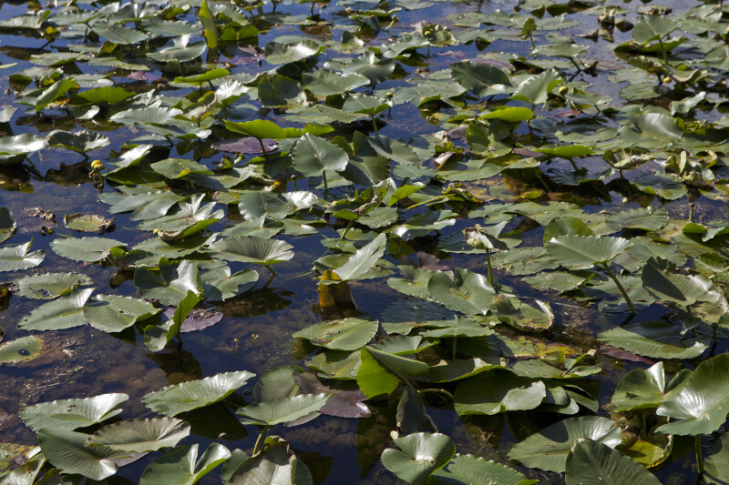 Water Lilies with Green and Purple Leaves
