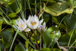 Water Lily at The Fruit and Spice Park