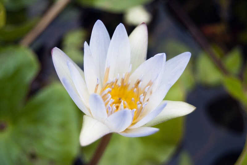 Water Lily Flower