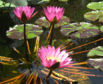 Water Lily