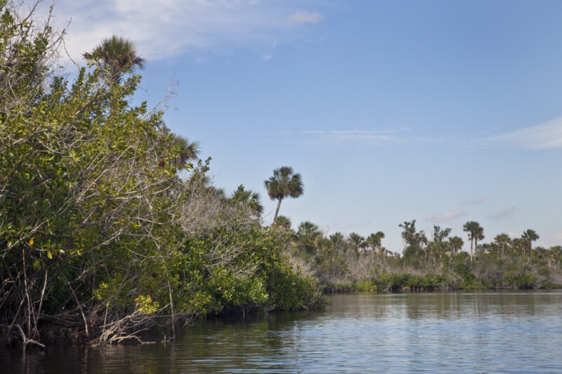 Water, Mangroves, and Palm Trees at Halfway Creek in Everglades National Park