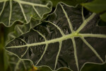 Water on Leaf