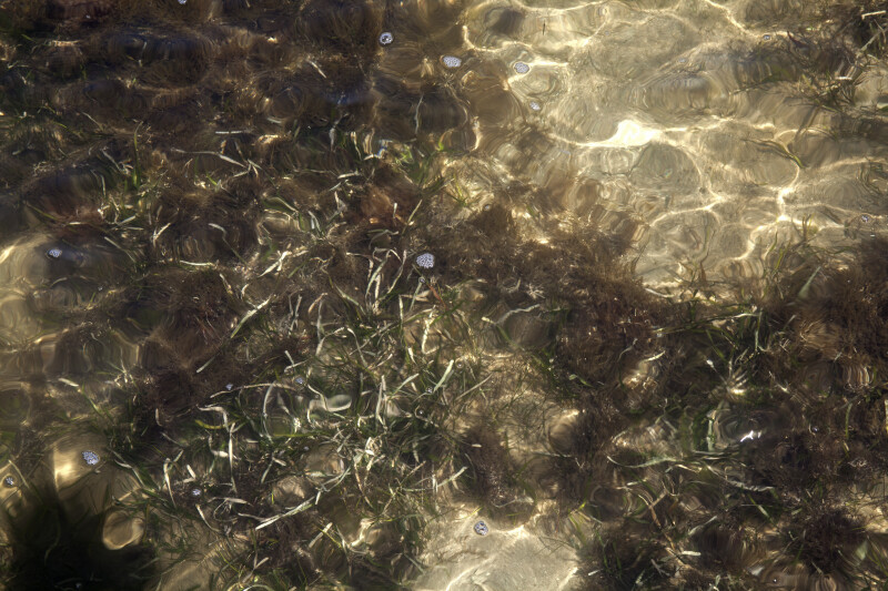 Water with Vegetation at Biscayne National Park