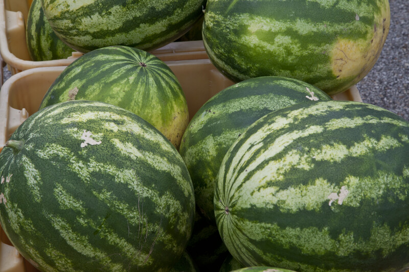 Watermelons in Plastic Bins
