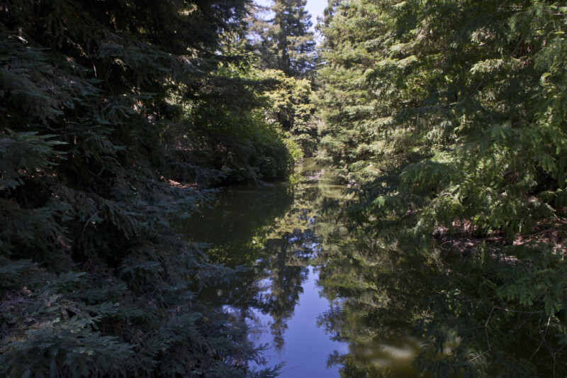 Waterway Running Through Trees at the UC Davis Arboretum