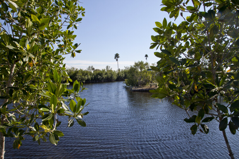 Waterway Seen Through Mangroves