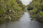 Waterway with Trees on Either Side of it