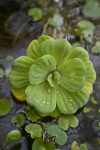 Water Cabbage