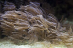 Wavy Invertebrate at The Florida Aquarium