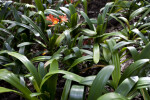 Waxy Leaves of Shrubs