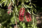 Weeping Bottlebrush Branches