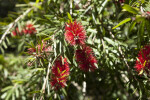 Weeping Bottlebrush Flowers