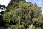 Weeping Bottlebrush