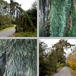 Weeping Giant Sequoia Trees photographs
