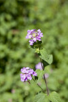 Weeping Lantana