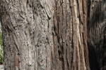 Weeping Lawson Cypress (Chamaecyparis lawsoniana "Pendula") Bark