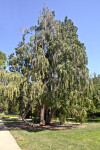 Weeping Lawson Cypress (Chamaecyparis lawsoniana "Pendula") Tree