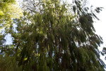 Weeping Rimu Branches