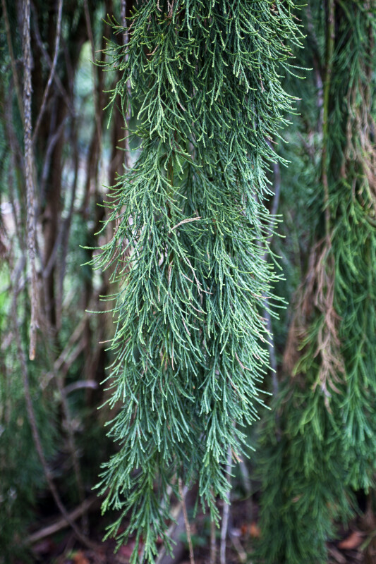 Weeping Sequoia Branch