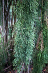 Weeping Sequoia Branch