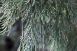 Weeping Sequoia Leaves Close-Up