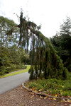 Weeping Sequoia Tree