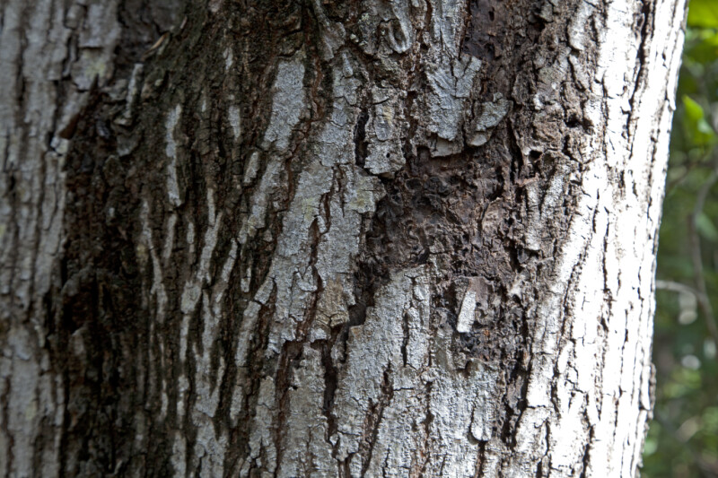 West Indian Mahogany Bark Close-Up