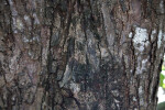 West Indian Mahogany Bark with Black, Brown, and White Hues