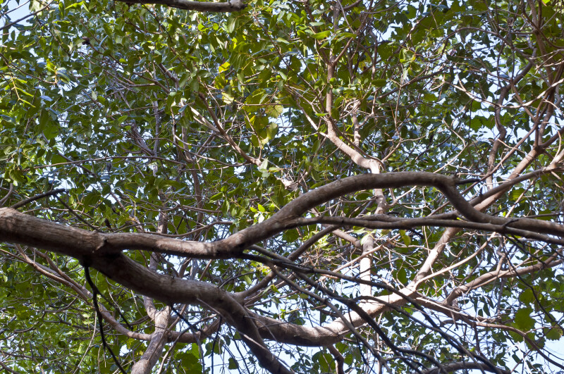 West Indian Mahogany (Swietenia mahagoni) Branches form Canopy of Hammock