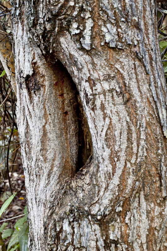 West Indian Mahogany (Swietenia mahagoni) Tree Trunk Bark