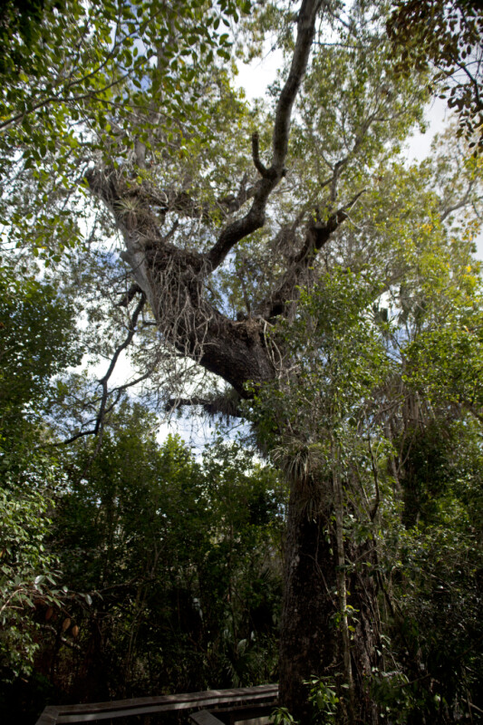 West Indian Mahogany Tree at Mahogany Hammock of Everglades National Park