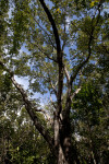 West Indian Mahogany Tree at Windley Key Fossil Reef Geological State Park