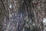 West Indian Mahogany Tree Trunk Close-Up