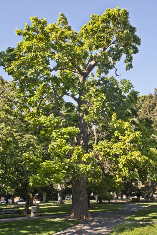 Western Catalpa Tree at Capitol Park in Sacramento