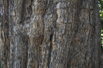 Western Catalpa Tree Bark
