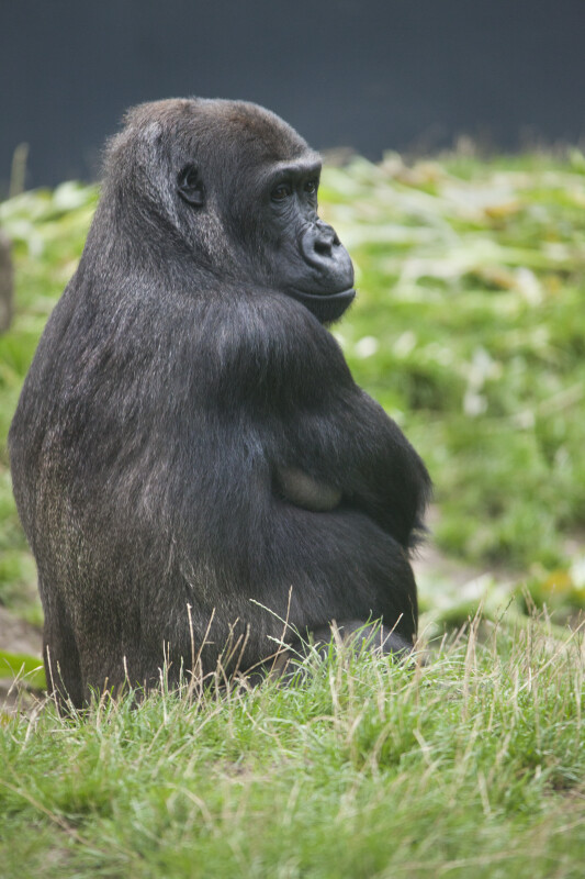 Western Lowland Gorilla Sitting in Grass  at the Artis Royal Zoo