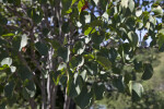 Western Redbud Leaves