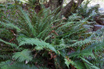 Western Sword Fern