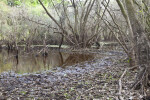 Wet Area with Numerous Fallen Leaves at Myakka River State Park